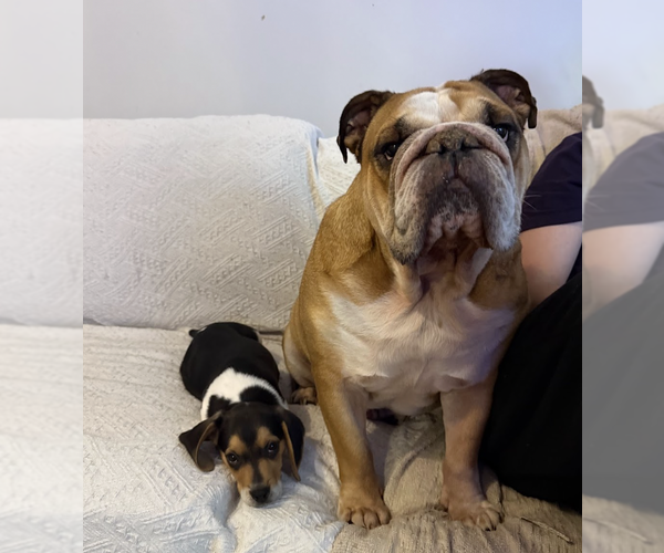 Medium Photo #2 Beagle Puppy For Sale in Brooklyn, NY, USA