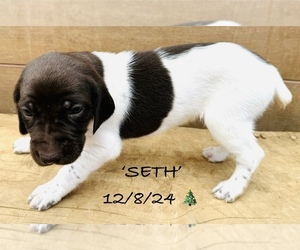 German Shorthaired Pointer Puppy for sale in WOODLAND PARK, CO, USA