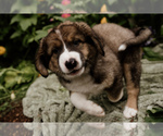Small #1 Bernese Mountain Dog-Caucasian Shepherd Dog Mix