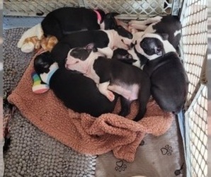 Boston Terrier Litter for sale in PETERSBURG, VA, USA
