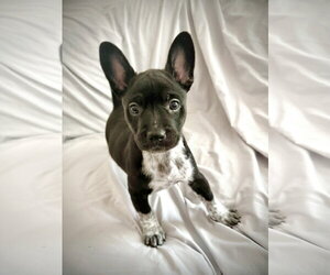 French Bulldog Dogs for adoption in St. Louis Park, MN, USA
