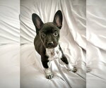 Small French Bulldog
