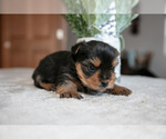 Small #2 Yorkshire Terrier