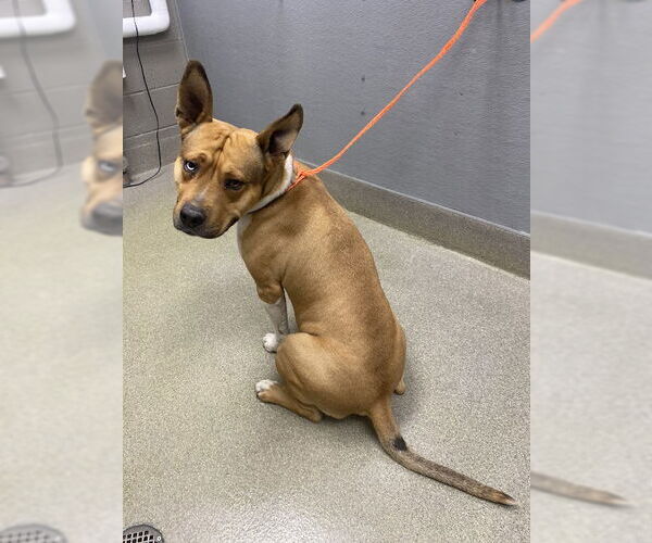 Medium Photo #1 American Pit Bull Terrier-Unknown Mix Puppy For Sale in Las Vegas, NV, USA