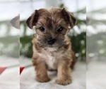 Small #1 Morkie