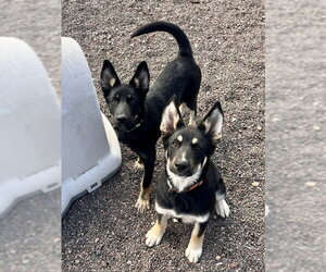 Jane - Female German Shepherd Dog-Unknown Mix Dog for Adoption - Photo #2
