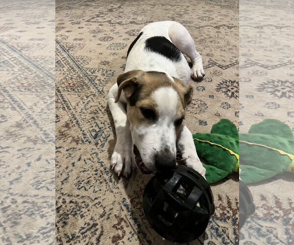 Medium Photo #7 Beagle-Unknown Mix Puppy For Sale in Columbus, IN, USA