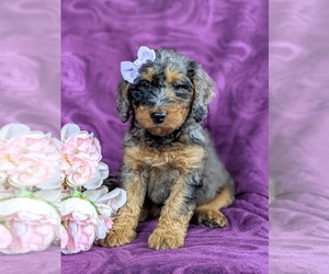 Double Doodle Puppy for sale in CHRISTIANA, PA, USA