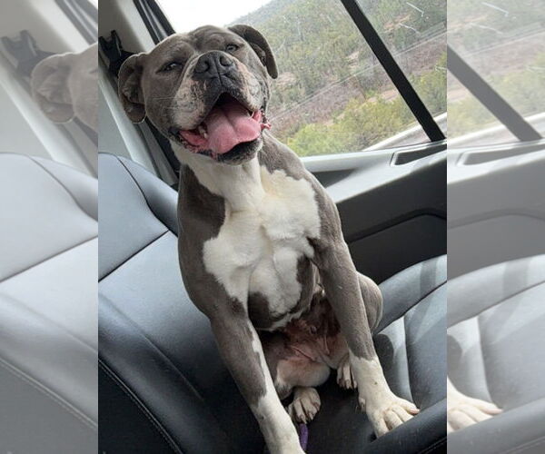 Medium Photo #2 Boxer-Unknown Mix Puppy For Sale in Las Vegas, NM, USA