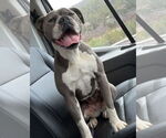 Small #1 Boxer Mix