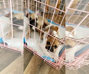 French Bulldog Puppy for sale in ANCHORAGE, AK, USA