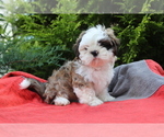 Small Photo #2 Shih Tzu Puppy For Sale in SHILOH, OH, USA