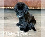 Small Photo #5 Whoodle Puppy For Sale in OVERGAARD, AZ, USA