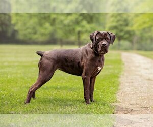 Marvel - Female Mutt Dog for Adoption - Photo #4