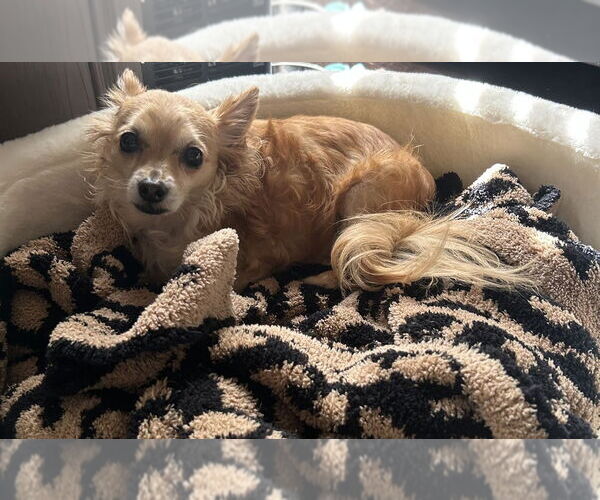 Medium Photo #3 Chihuahua-Unknown Mix Puppy For Sale in Boston, MA, USA