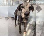 Small Great Dane