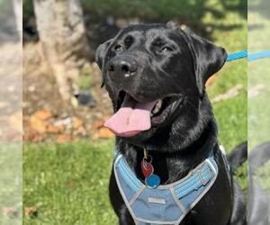 Labrador Retriever-Unknown Mix Dogs for adoption in San Diego, CA, USA