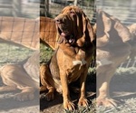 Small Photo #1 Bloodhound Puppy For Sale in MOUNT AIRY, MD, USA