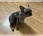 Small #2 French Bulldog Mix