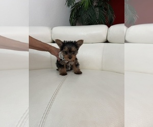 Yorkshire Terrier Puppy for sale in CLEWISTON, FL, USA