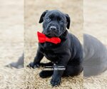 Small Photo #1 Labrador Retriever-Unknown Mix Puppy For Sale in McKinney, TX, USA
