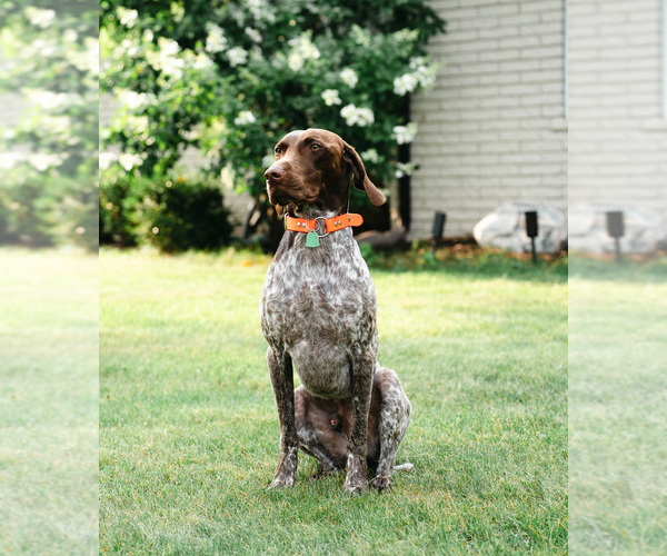 Medium Photo #2 German Shorthaired Pointer Puppy For Sale in SHELBY TOWNSHIP, MI, USA