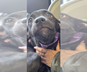 Mutt Dogs for adoption in NYC, NY, USA