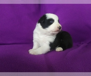 Border Collie Puppy for Sale in NORBORNE, Missouri USA
