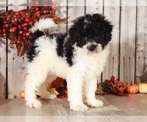 Poochon Puppy for sale in MOUNT VERNON, OH, USA