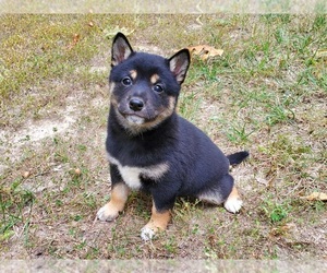 Shiba Inu Puppy for sale in CLARK, MO, USA