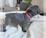 Small Photo #2 French Bulldog Puppy For Sale in PATTERSON, CA, USA