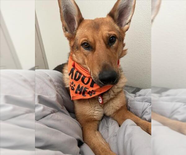 Medium Photo #3 German Shepherd Dog-Unknown Mix Puppy For Sale in Las Vegas, NV, USA