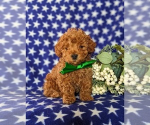 Maltipoo Puppy for sale in LINCOLN UNIVERSITY, PA, USA