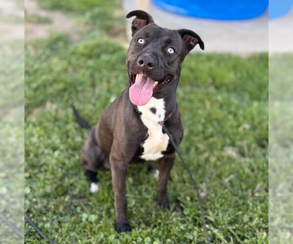 Medium Photo #1 Mutt Puppy For Sale in Modesto, CA, USA