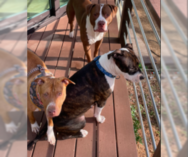 Medium Photo #2 Bulloxer Puppy For Sale in Decatur, GA, USA
