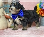 Small Photo #2 Miniature Bernedoodle Puppy For Sale in LANCASTER, PA, USA