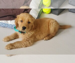 Golden Retriever Puppy for sale in LEBANON, PA, USA