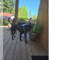 Small American Pit Bull Terrier-Labrador Retriever Mix