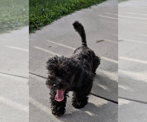 Medium Photo #2 Poodle (Toy)-Unknown Mix Puppy For Sale in Omaha, NE, USA