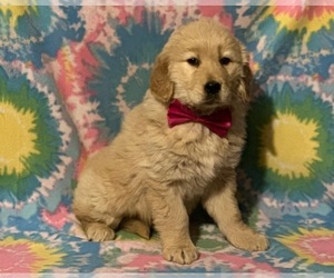 Golden Retriever Puppy for sale in LANCASTER, PA, USA