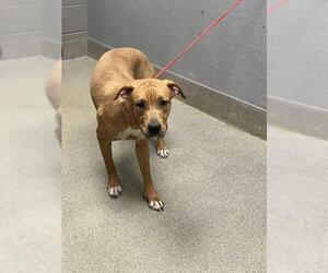 Mutt Dogs for adoption in Las Vegas, NV, USA