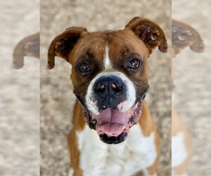 Boxer Dogs for adoption in Austin, TX, USA
