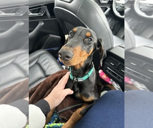 Doberman Pinscher Puppy for sale in LANSDALE, PA, USA
