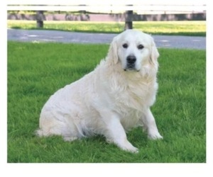 Father of the English Cream Golden Retriever puppies born on 02/04/2024