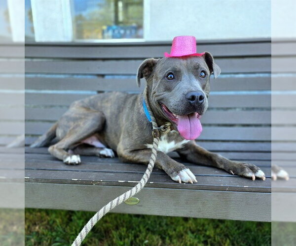 Medium Photo #3 American Staffordshire Terrier-Labrador Retriever Mix Puppy For Sale in Long Beach, CA, USA