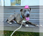 Small #2 American Staffordshire Terrier-Labrador Retriever Mix