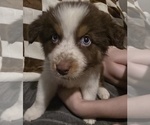 Puppy Male 1 Australian Shepherd