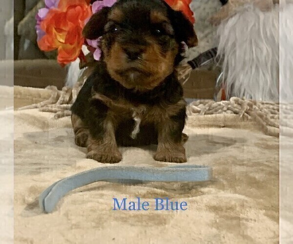 Medium Photo #11 Yorkshire Terrier Puppy For Sale in MERCED, CA, USA