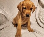Small Photo #56 Labrador Retriever Puppy For Sale in BUFFALO, NY, USA