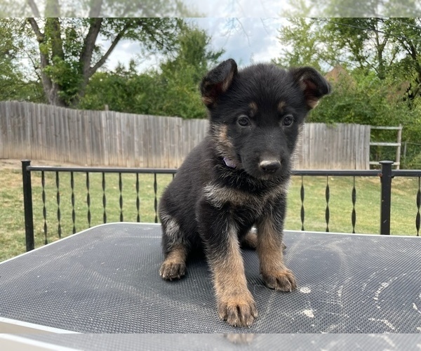 Medium Photo #5 German Shepherd Dog Puppy For Sale in COLUMBIA, MO, USA